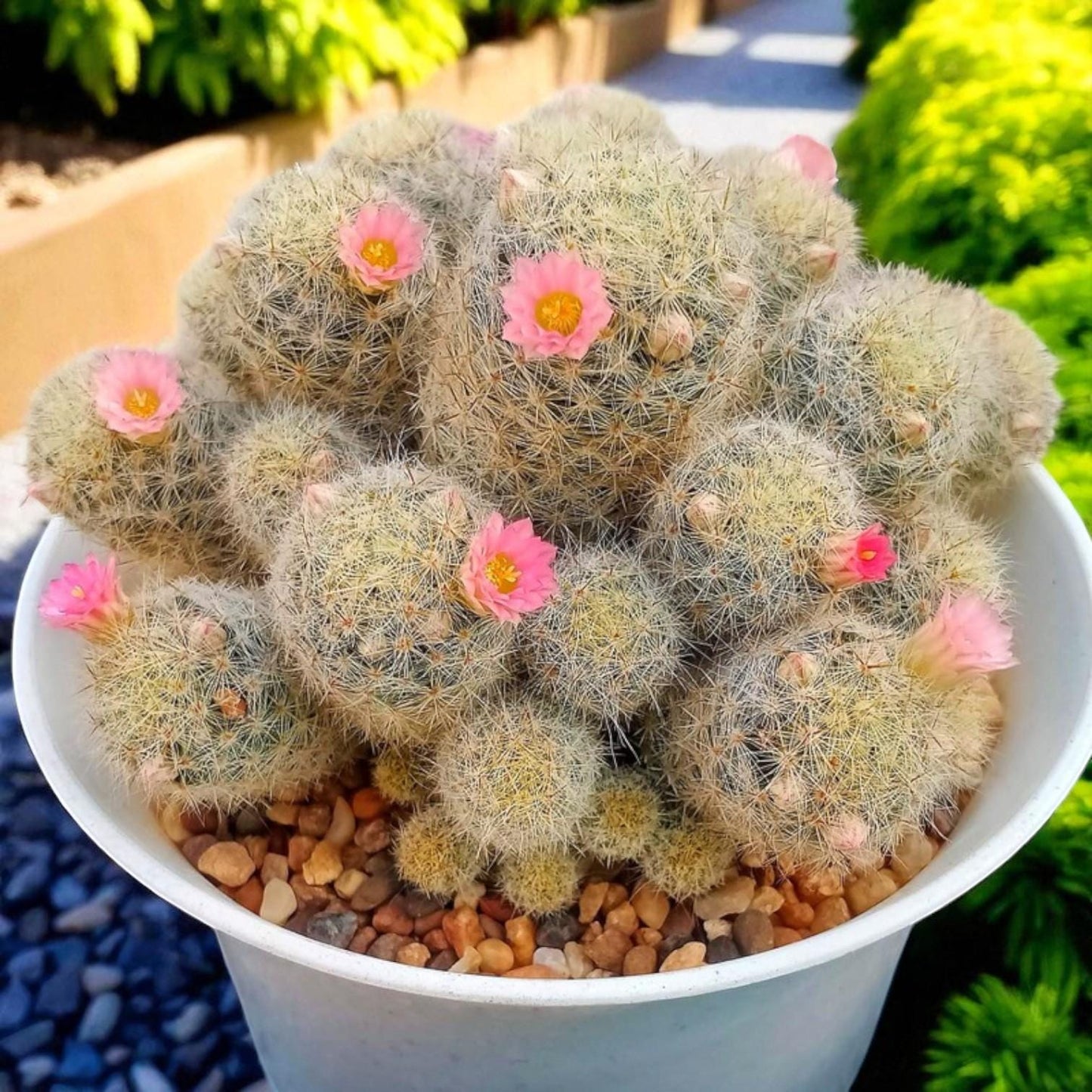 Cluster Cactus Plant: Live Indoor Succulent, Easy Care Home Decor