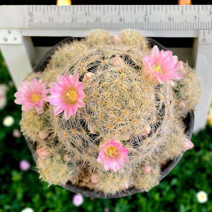 Cluster Cactus Plant: Live Indoor Succulent, Easy Care Home Decor