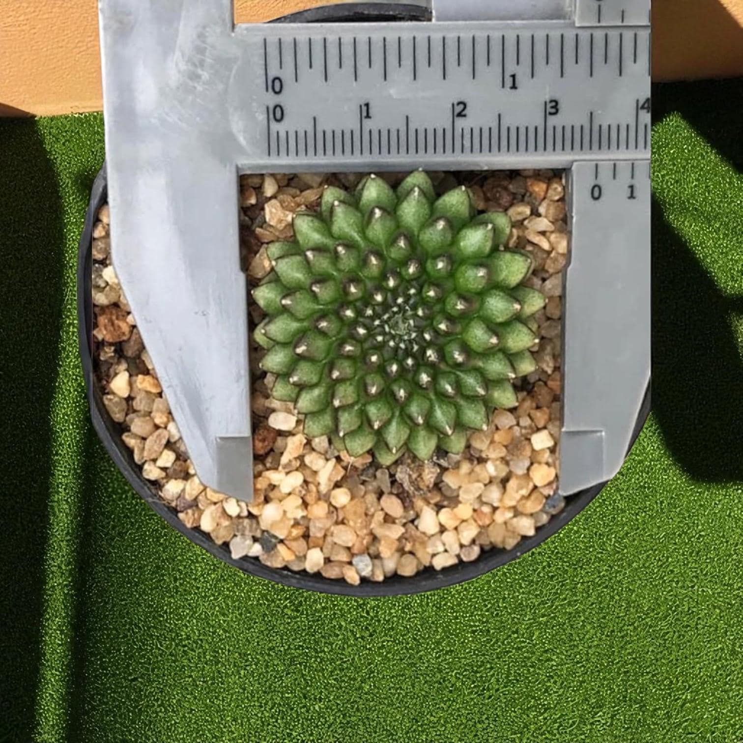Alt Tag: 2 variegated cactus plants indoor succulent gift in pot, top view rosette cactus measured with ruler, easy care houseplant