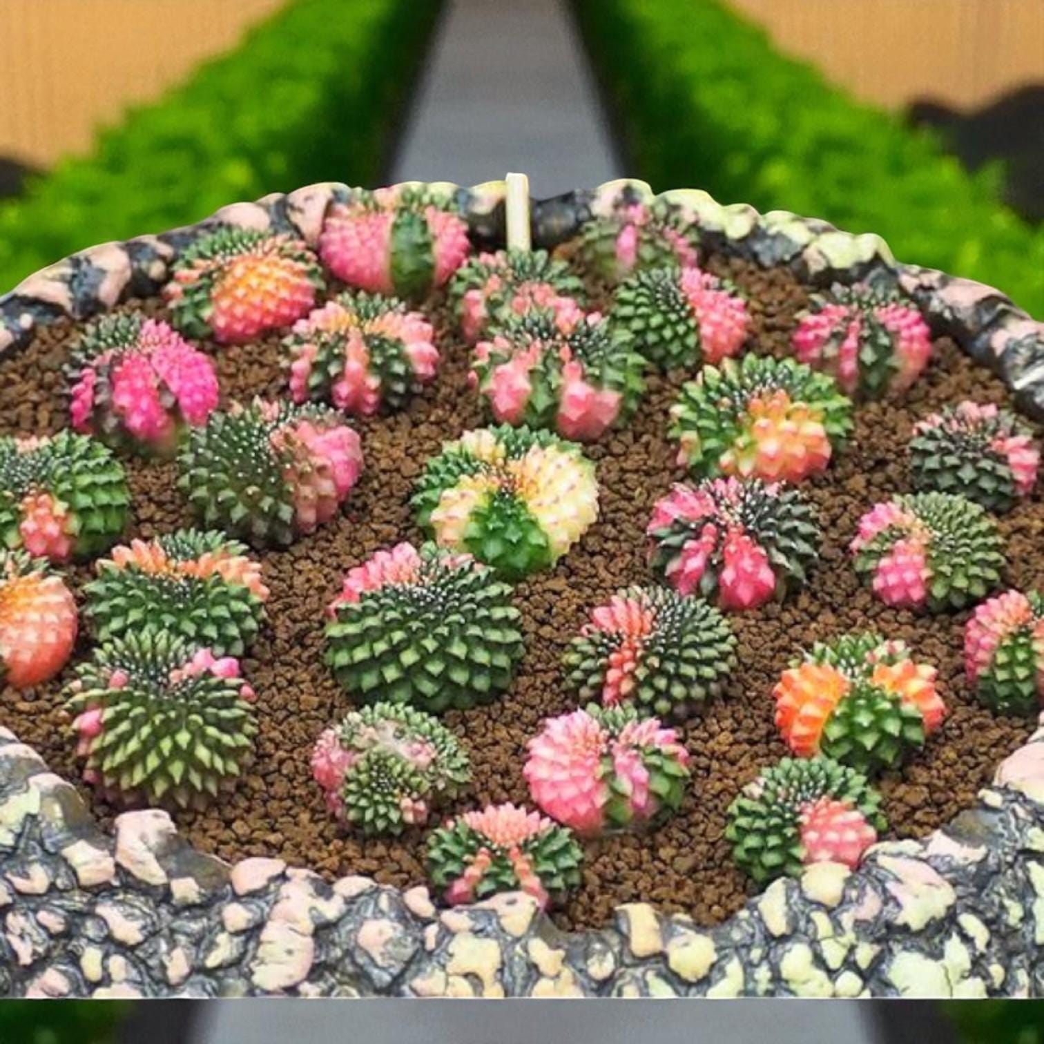 Alt Tag: 2 variegated cactus plants indoor succulent gift, colorful pink green variegated cacti in decorative pot, easy care indoor succulents