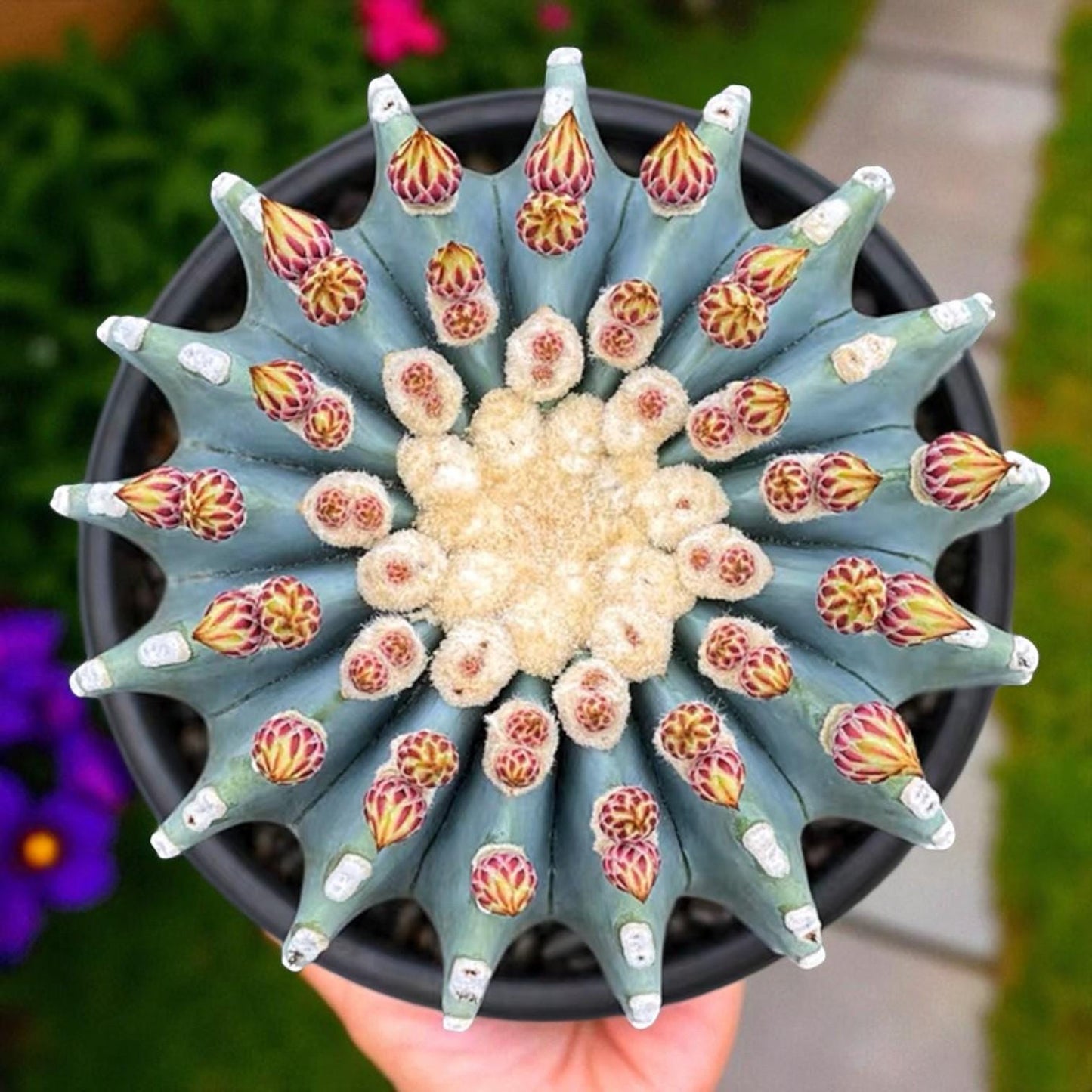 Alt Tag: thornless round cactus indoor succulent in black pot, smooth round cactus top view, easy-care houseplant for desk or windowsill