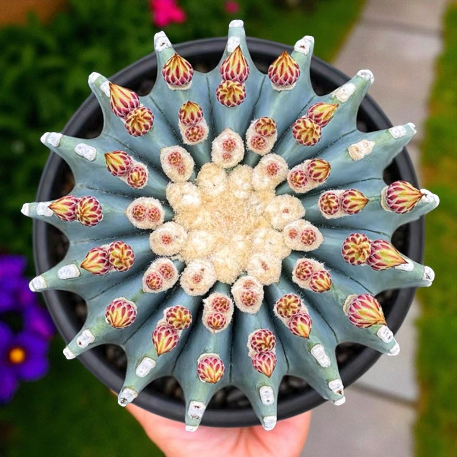 Alt Tag: thornless round cactus indoor succulent in black pot, smooth round cactus top view, easy-care houseplant for desk or windowsill