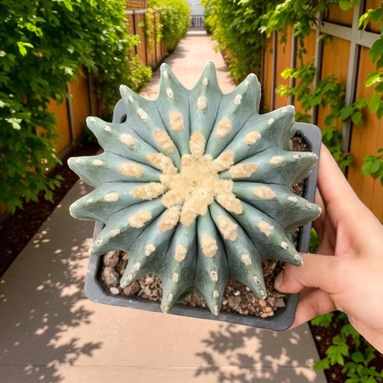 thornless round cactus indoor succulent in pot, smooth round star-shaped cactus plant for easy-care indoor decor and gifting