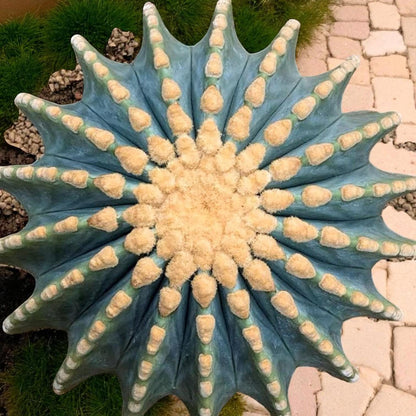 thornless round cactus indoor succulent top view in pot, blue-green star-shaped ribs with soft white center, easy-care houseplant