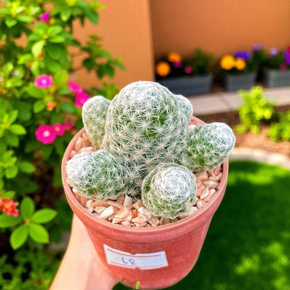 Golf Ball Cactus: Small Potted Indoor Succulent