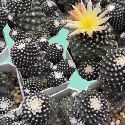 Monster Form Cactus: Unique Live Indoor Succulent - Easy Care