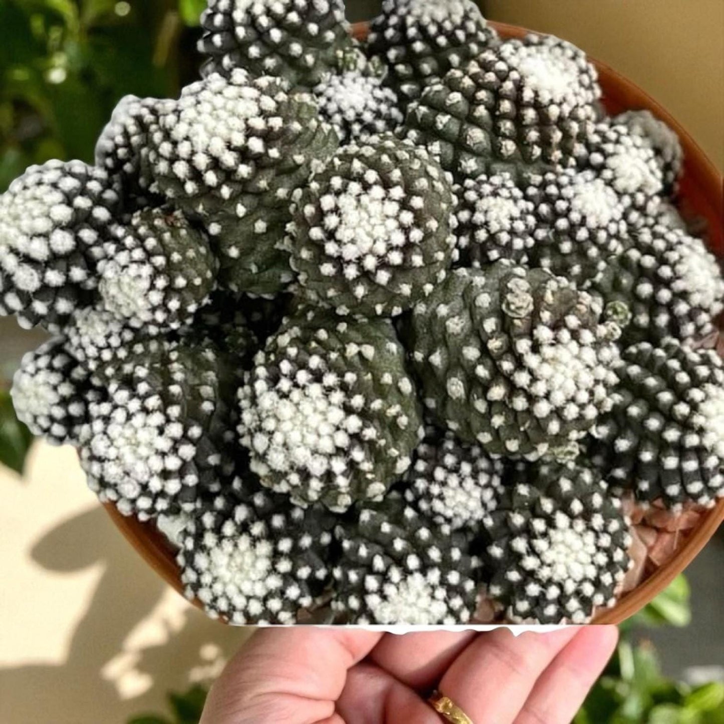 Monster Form Cactus: Unique Live Indoor Succulent - Easy Care