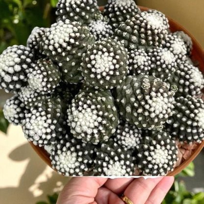 Monster Form Cactus: Unique Live Indoor Succulent - Easy Care