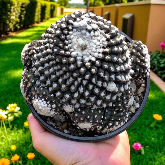 Main product photo of Monster Form Cactus: Unique Live Indoor Succulent - Easy Care, showing the primary view of the listing