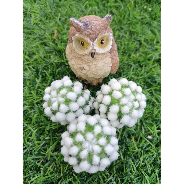 fresh oruka shoots organic leafy greens product image: owl garden figurine with white fluffy cactus clusters on green grass