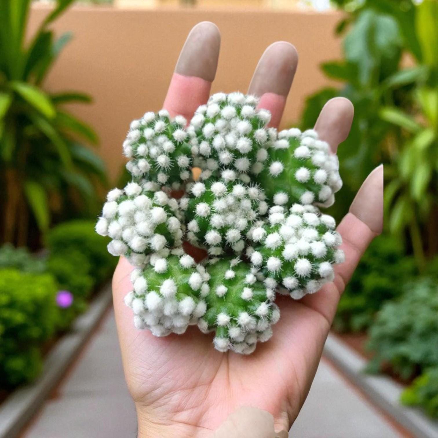 Alt Tag: Hand holding cactus with white fuzzy clusters, fresh oruka shoots organic leafy greens for cooking ingredient product