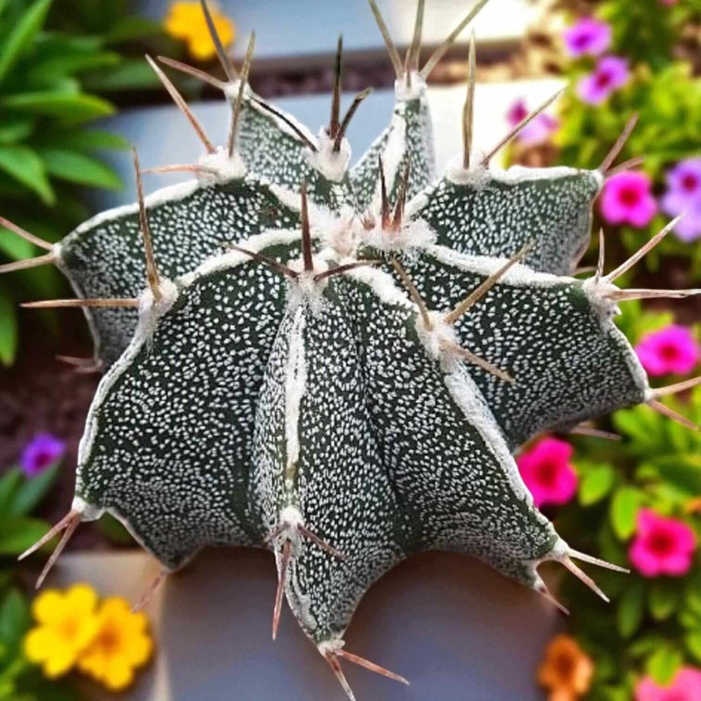 live Astrophytum ornatum cactus indoor plant with star-patterned spines in pot, easy-care ornamental cactus close-up