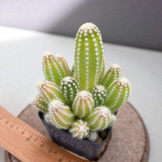 Main product photo of Echinopsis Staghorn Cactus, Live Indoor Succulent Plant, Easy Care Low Maintenance Houseplant, Gift for Plant Lovers, Home Office Decor, showing the primary view of the listing