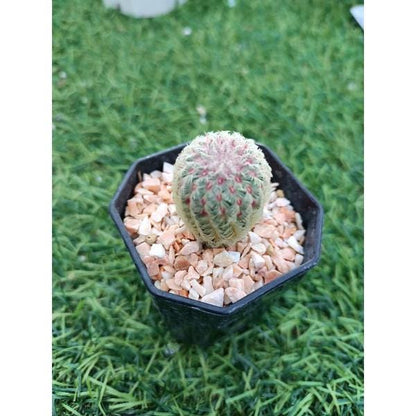 Rainbow Succulent Seedlings: Colorful Live Baby Plants