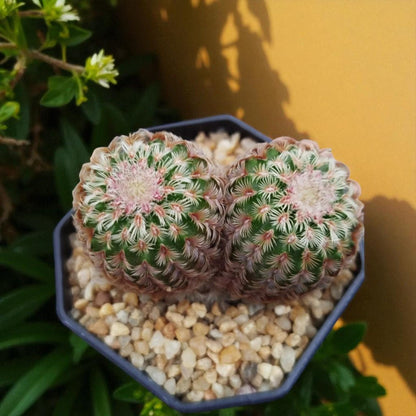 Rainbow Twins Succulent: Colorful Indoor Houseplant Gift