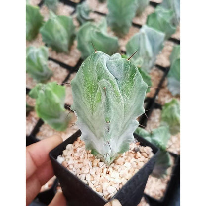 Red Thorn Cactus: Live Succulent, Easy Care Houseplant