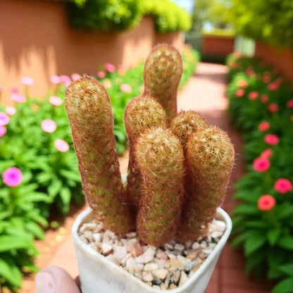 golden finger succulent live indoor plant in white pot, easy care cactus gift with golden spines