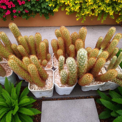 golden finger succulent live indoor plant in pots with golden cactus stems, easy care cactus gift for home decor
