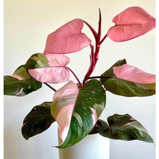 philodendron pink princess plant with pink variegated leaves indoor houseplant