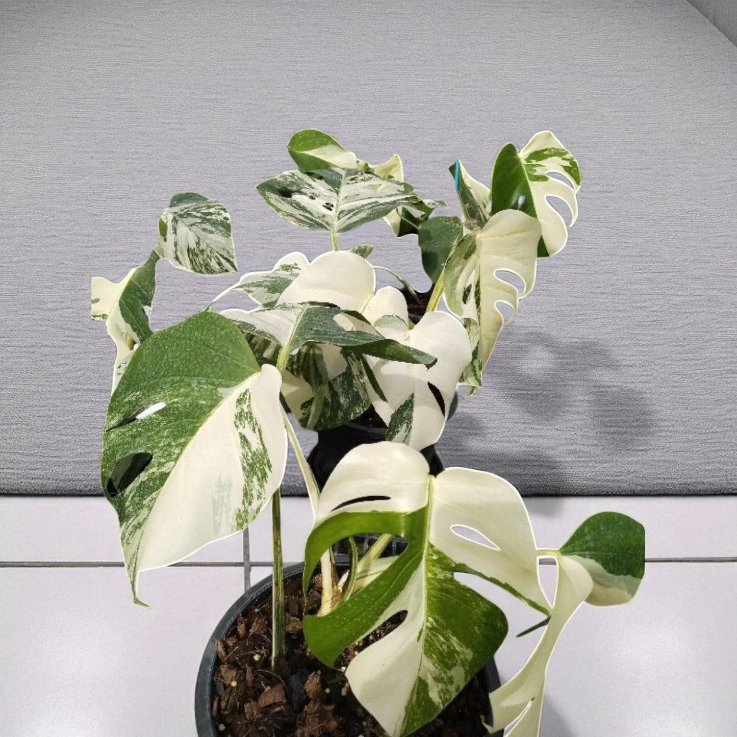 Alt Tag: variegated plant cutting green and white marbled leaves in pot, close-up of healthy indoor houseplant foliage