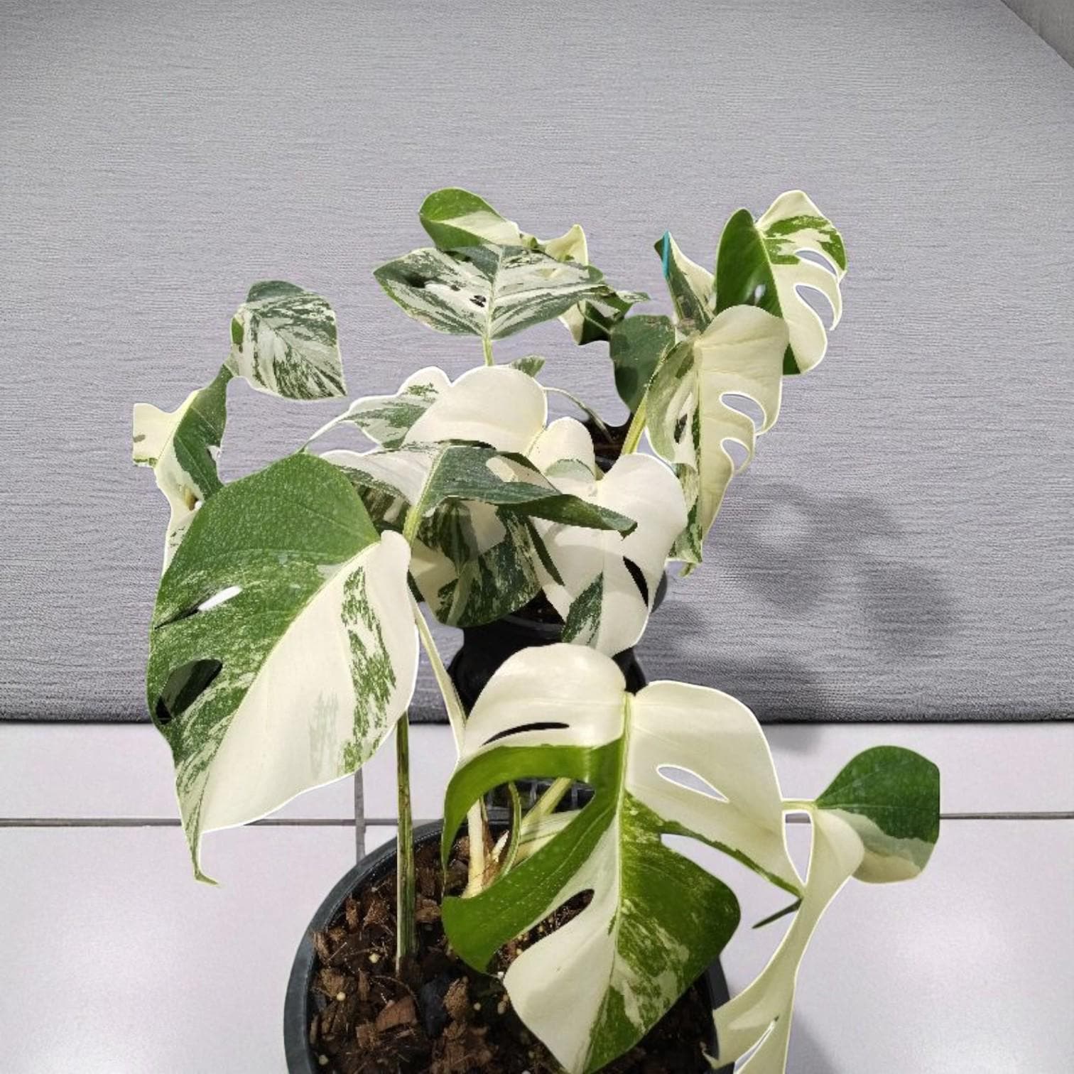 Alt Tag: variegated plant cutting green and white marbled leaves in pot, close-up of healthy indoor houseplant foliage
