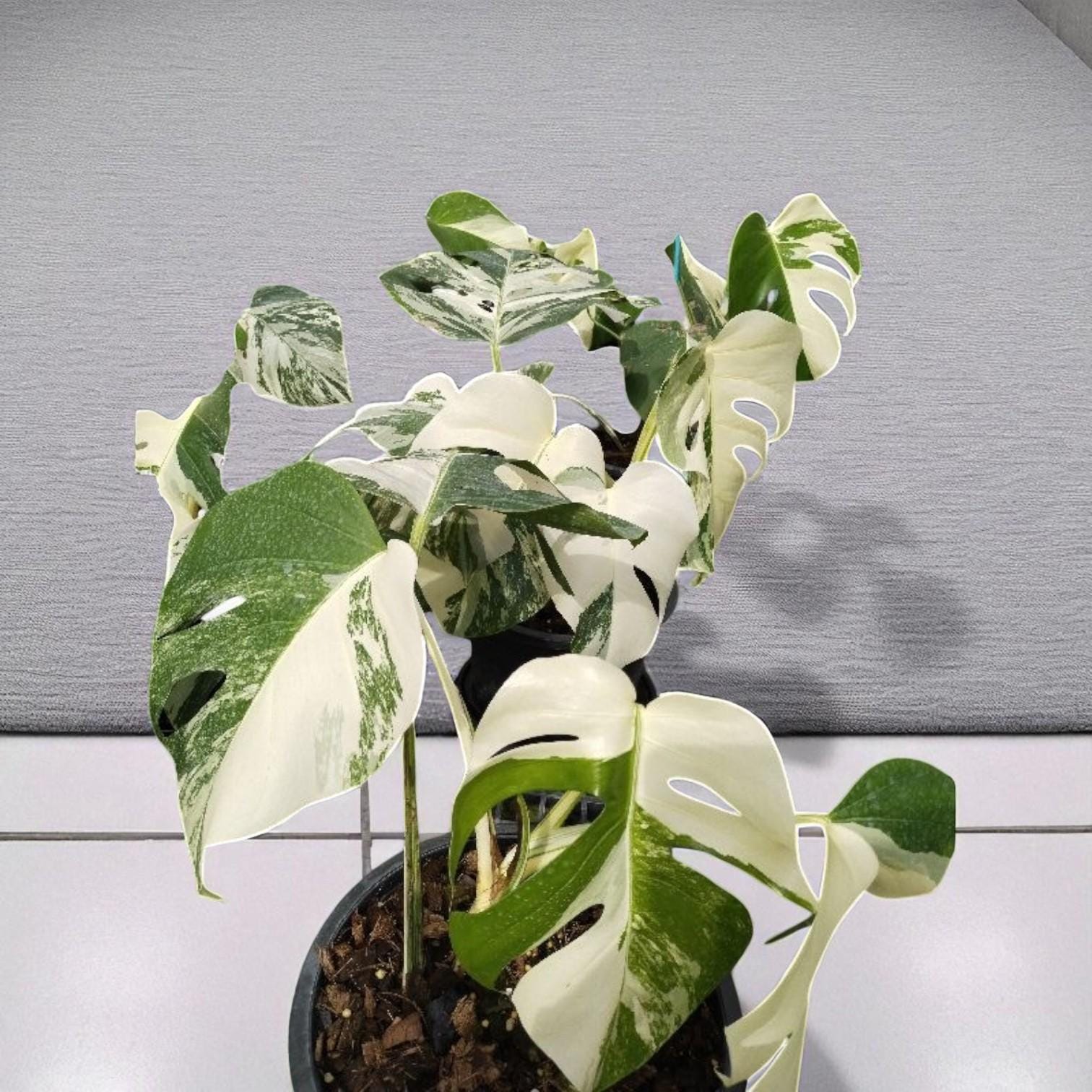 Main product photo of Variegated Plant Cutting: Green and White Marbled Leaves, Easy Care, showing the primary view of the listing