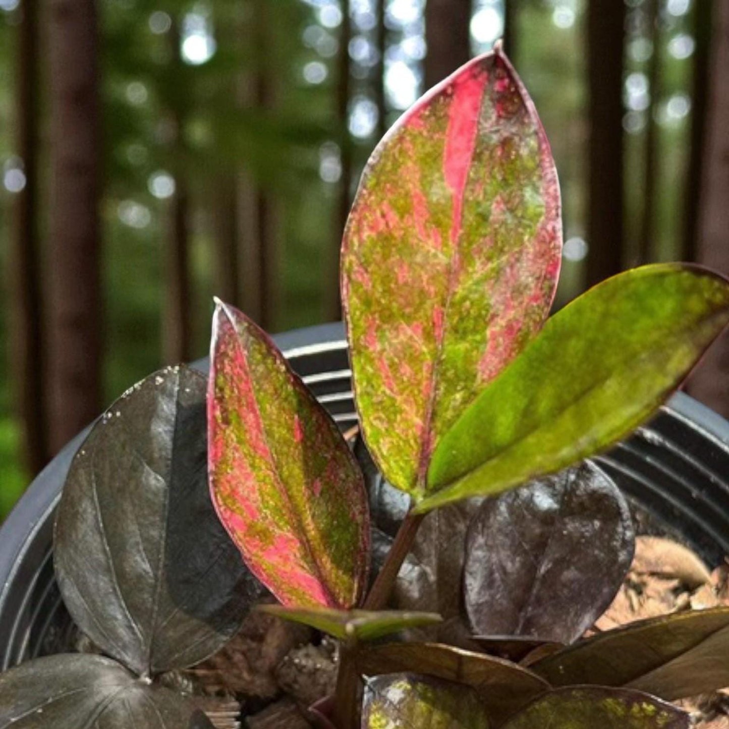Alt Tag: variegated ZZ plant cutting rooted stem with green and pink leaves in nursery pot, low-maintenance indoor houseplant