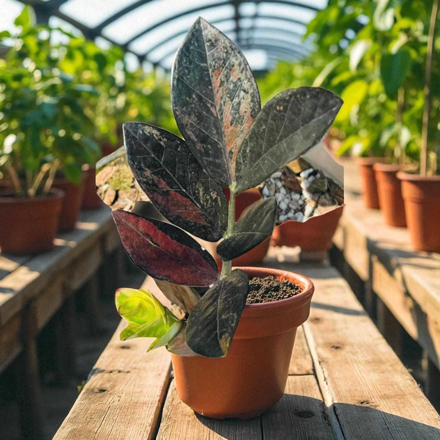 Overhead view — Variegated ZZ Plant Cutting | Cacti Nest