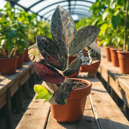 Overhead view — Variegated ZZ Plant Cutting | Cacti Nest