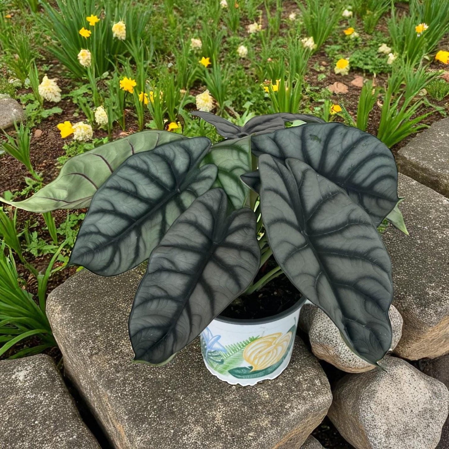 Alt Tag: silver leaf plant corms in pot with variegated green and white leaves, easy care houseplant starter bulbs