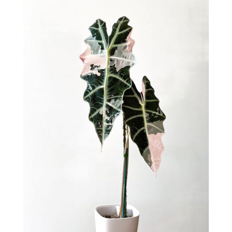 Pink and Green Variegated Plant Corms: Easy Care Houseplant Starter