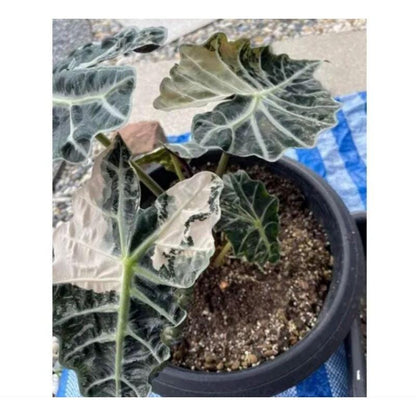 Pink and Green Variegated Plant Corms: Easy Care Houseplant Starter
