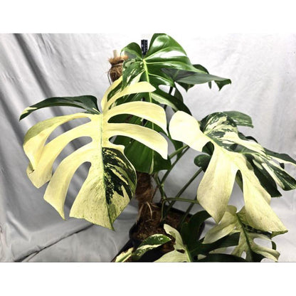 Alt Tag: mint green variegated leaf cutting rooted plant starter with cream-and-green split leaves on indoor vine