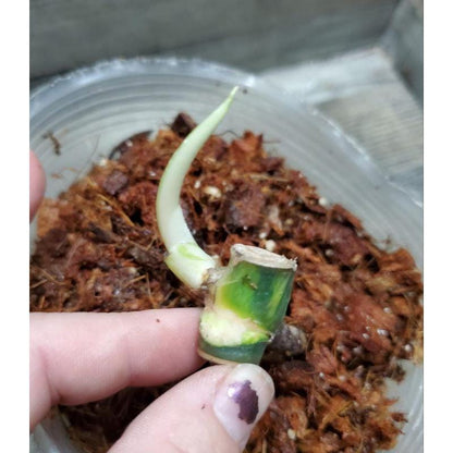 Alt Tag: mint green variegated leaf cutting rooted plant starter in potting medium, close-up of sprouting node