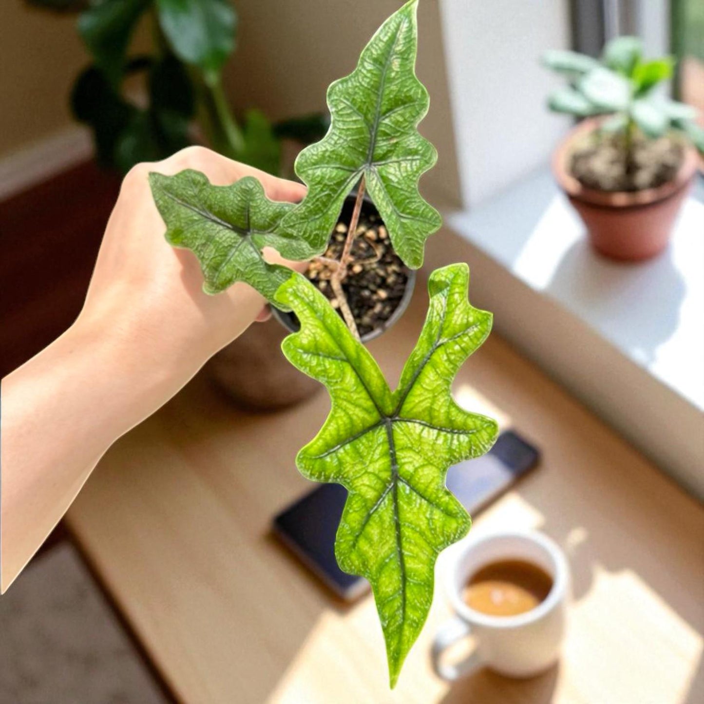 Alt Tag: green patterned leaf plant starter corm with vibrant arrowhead foliage in small pot, easy care houseplant by sunny window