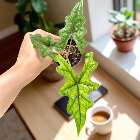 Main product photo of Green Patterned Leaf Plant Starter Corm: Easy Care Houseplant, showing the primary view of the listing