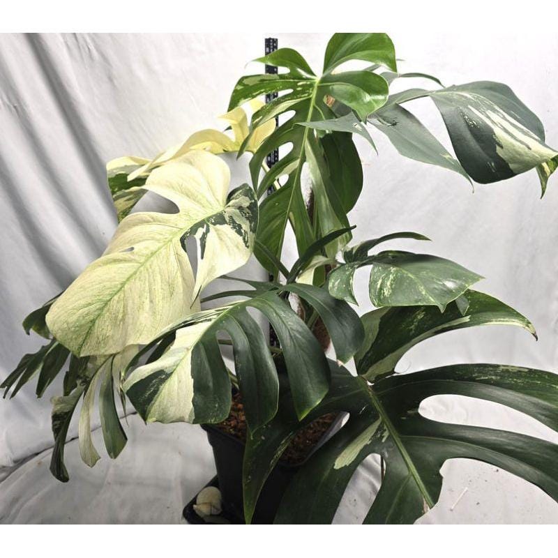 Alt Tag: mint green variegated leaf cutting rooted plant starter in pot, healthy variegated tropical houseplant leaves on white background