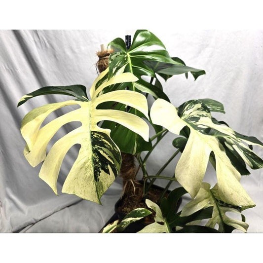 Close-up detail — Mint Green Variegated Leaf Cutting: Rooted Indoor Plant Starter | Cacti Nest