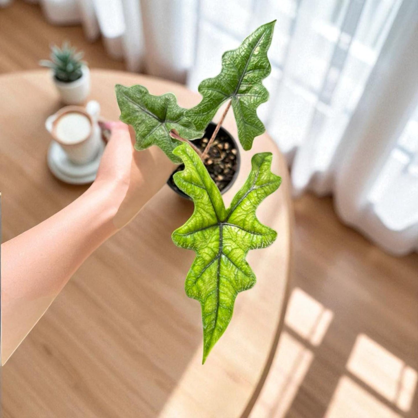 Alt Tag: green patterned leaf plant starter corm potted houseplant with vibrant patterned foliage, easy care indoor plant starter