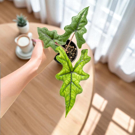 Close-up detail — Green Patterned Leaf Plant Starter Corm: Easy Care Houseplant | Cacti Nest