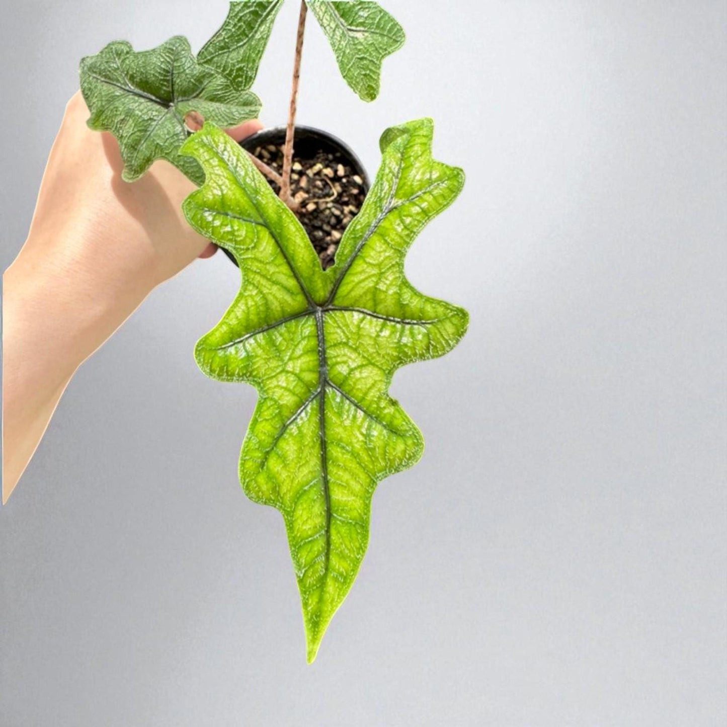 Alt Tag: green patterned leaf plant starter corm in small pot, hand holding vibrant green veined leaf houseplant starter for easy indoor growing