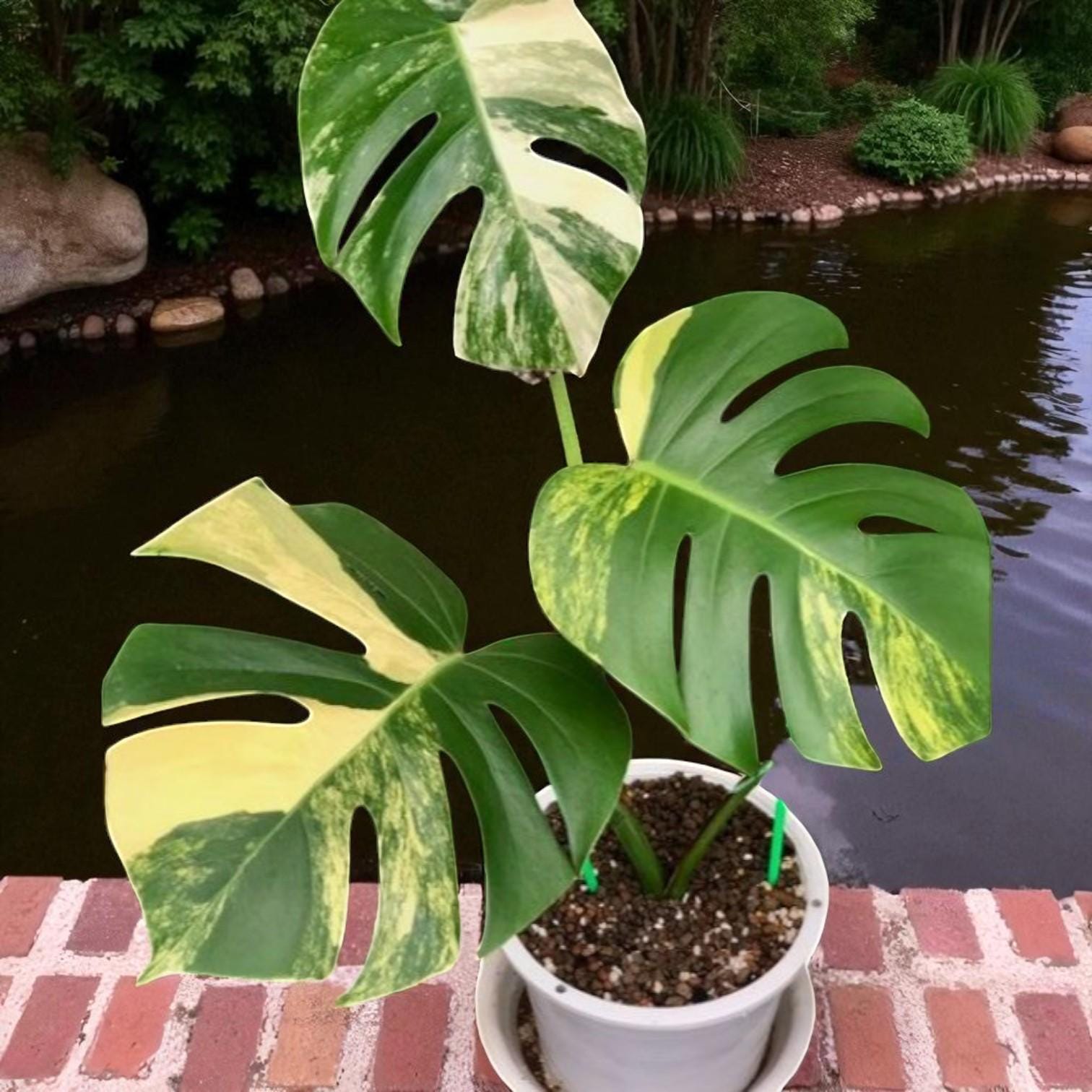 live lime leaf plant cutting with roots in pot, variegated split-leaf foliage houseplant starter for indoor/outdoor gardening
