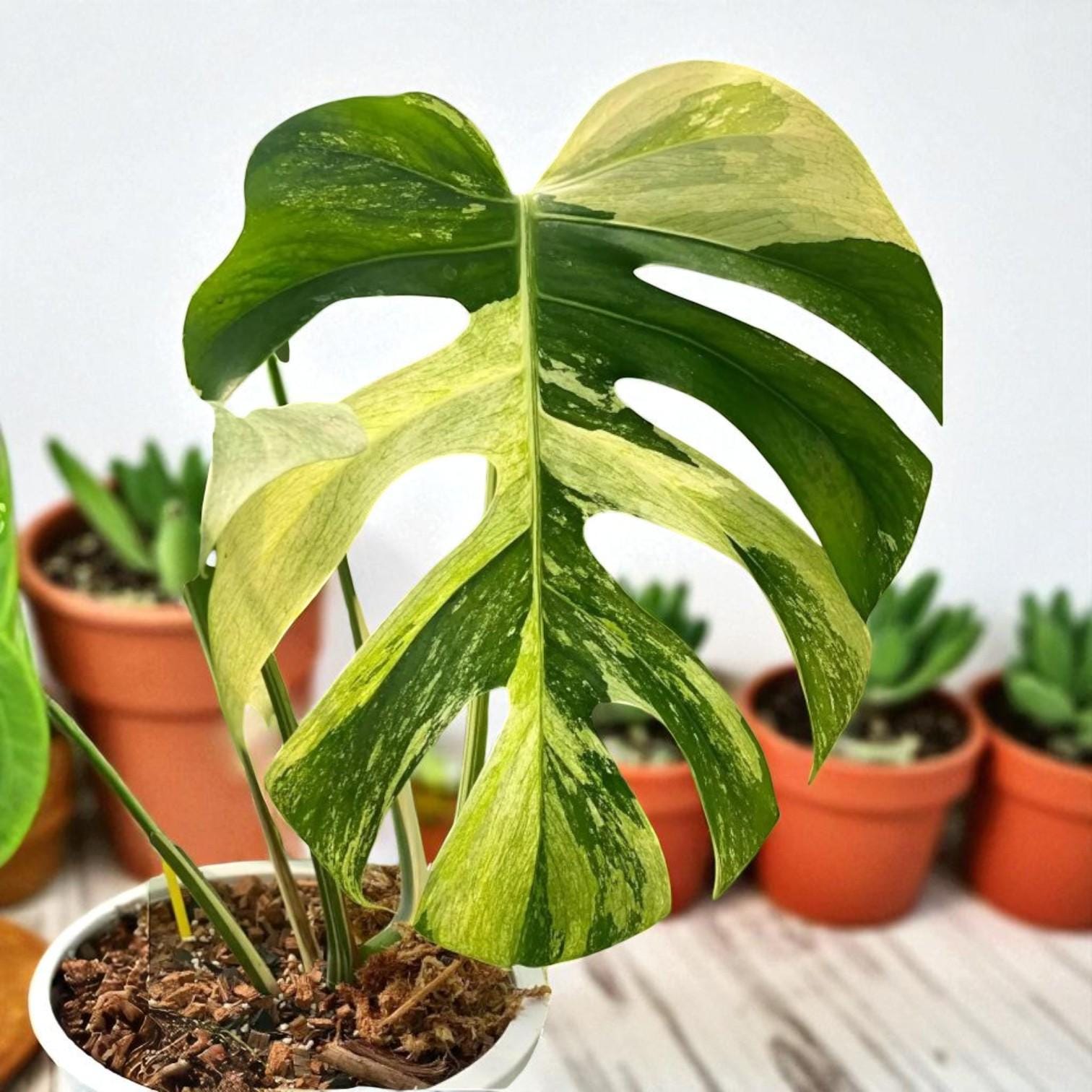 live lime leaf plant cutting with roots with variegated split leaf foliage in pot, indoor/outdoor houseplant starter