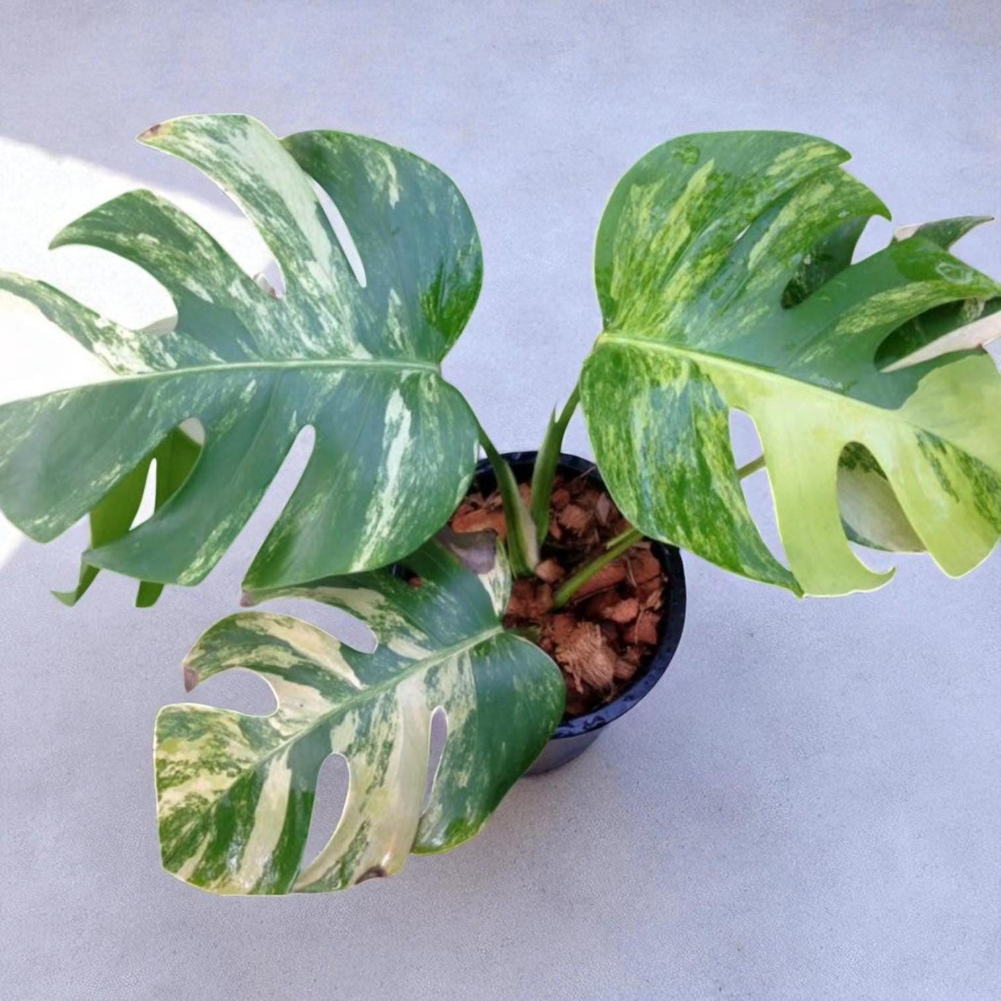 live lime leaf plant cutting with roots in pot, variegated green indoor/outdoor houseplant starter with fenestrated leaves