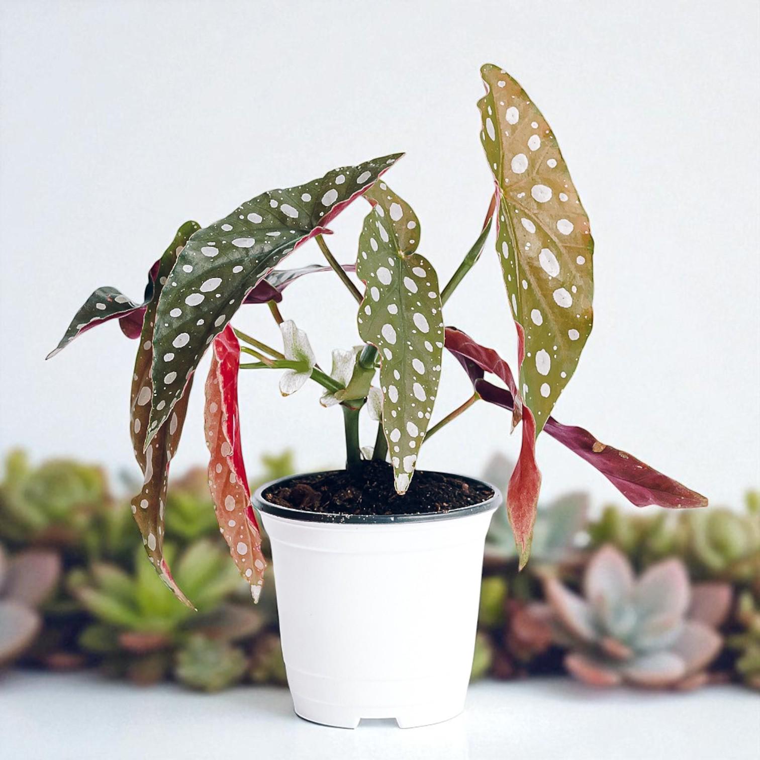 Alt Tag: pink polka dot plant cutting rooted in white nursery pot, spotted polka dot leaves houseplant starter