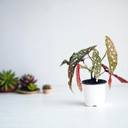Alt Tag: pink polka dot plant cutting rooted in white pot, live rooted houseplant starter with spotted leaves, beginner-friendly indoor plant