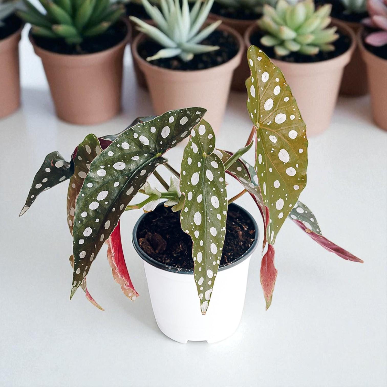 Alt Tag: pink polka dot plant cutting rooted in white pot, live rooted houseplant starter with spotted leaves for indoor gardening