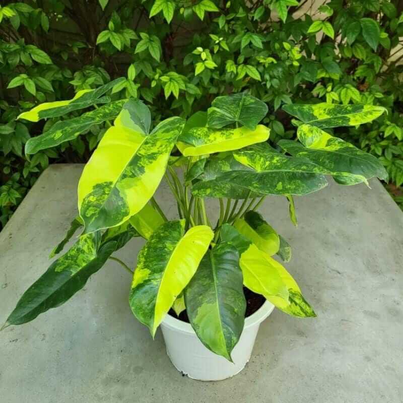 philodendron burle marx variegated cutting indoor tropical plant