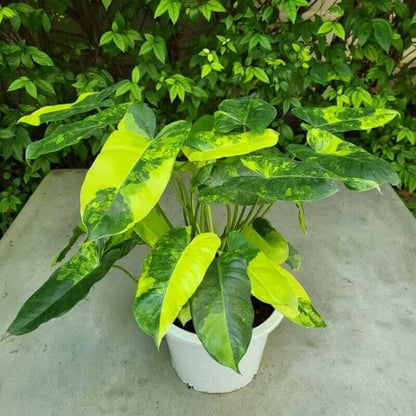 philodendron burle marx variegated cutting indoor tropical plant