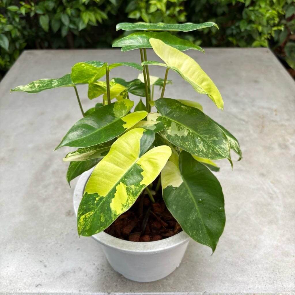 philodendron burle marx variegated cutting rare tropical houseplant